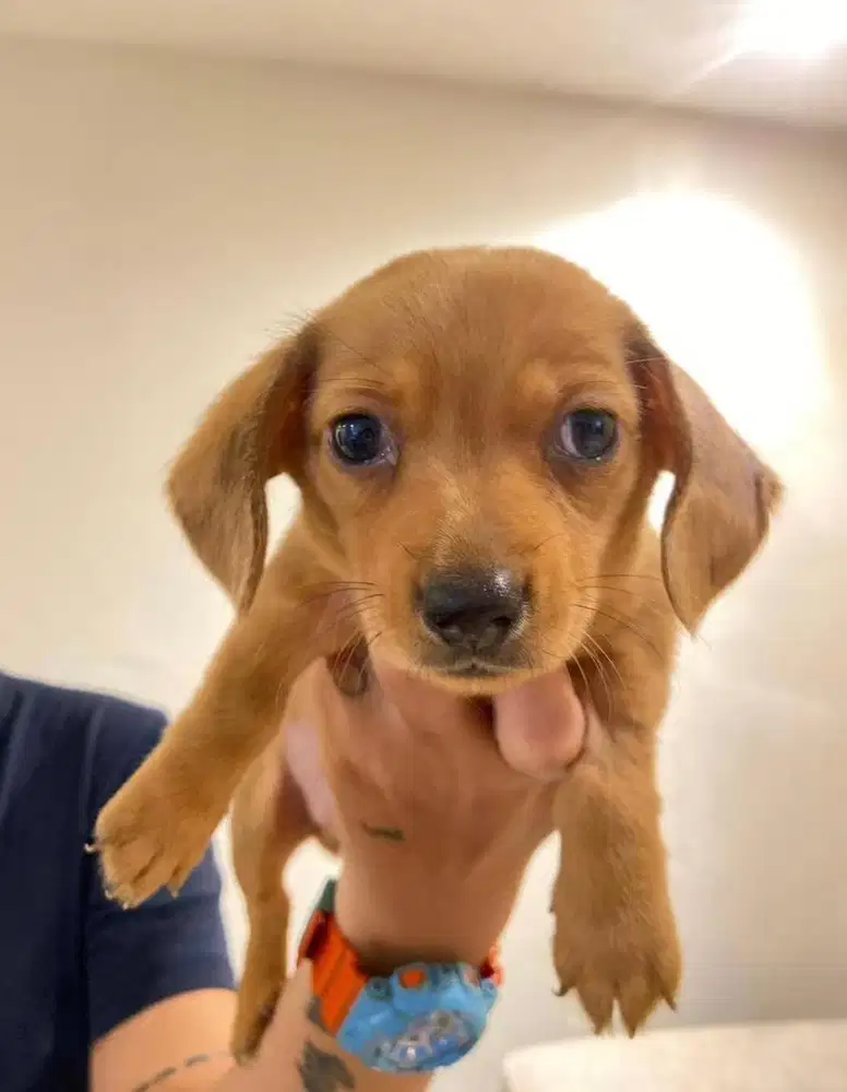Pure Daschund (Tekel)
