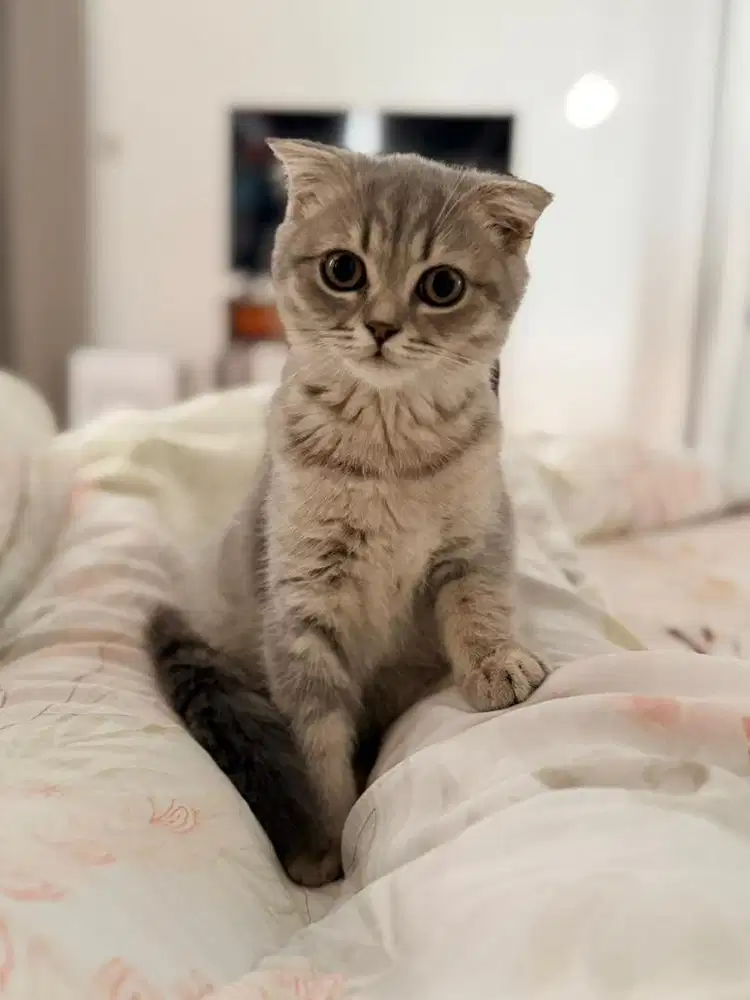 BSH / scottish single fold SUPER AKTIF LINCAH PLAYFUL