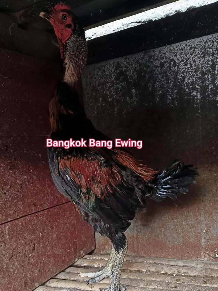 Ayam Bangkok Edisi GANOI trah York17