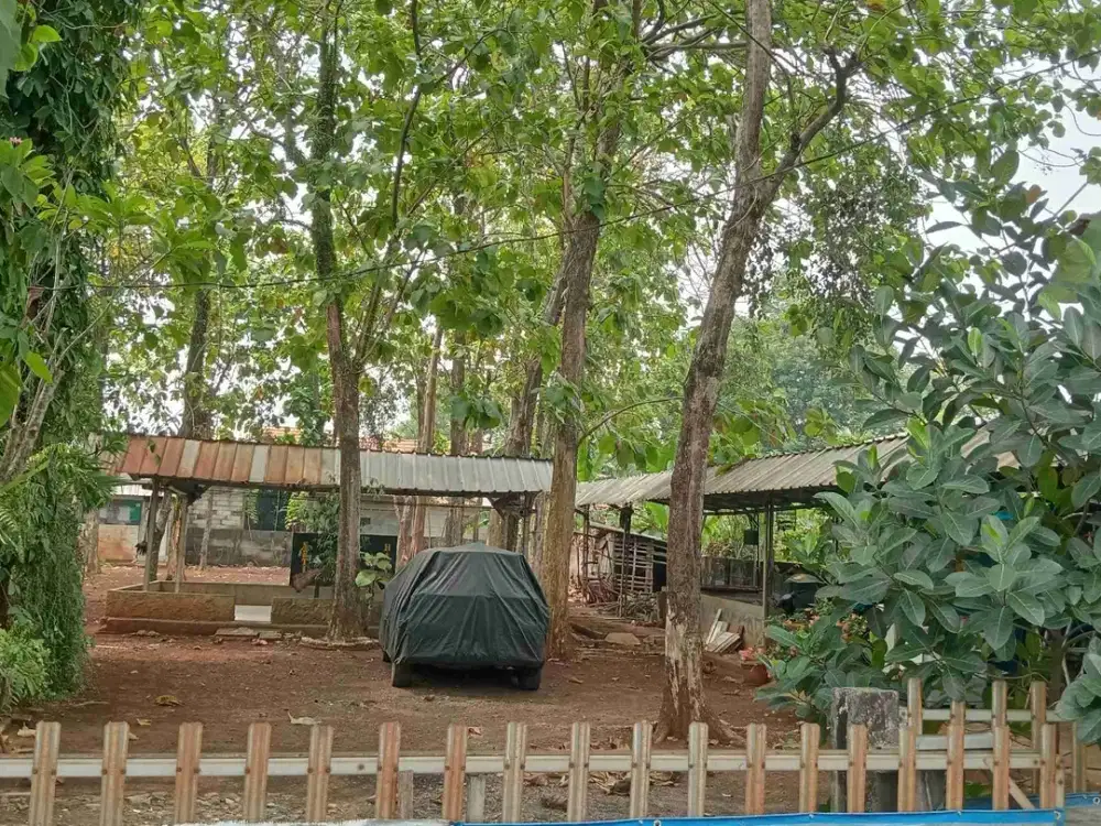 Dijual Cepat Tanah bonus Pohon Jati di Cikeas