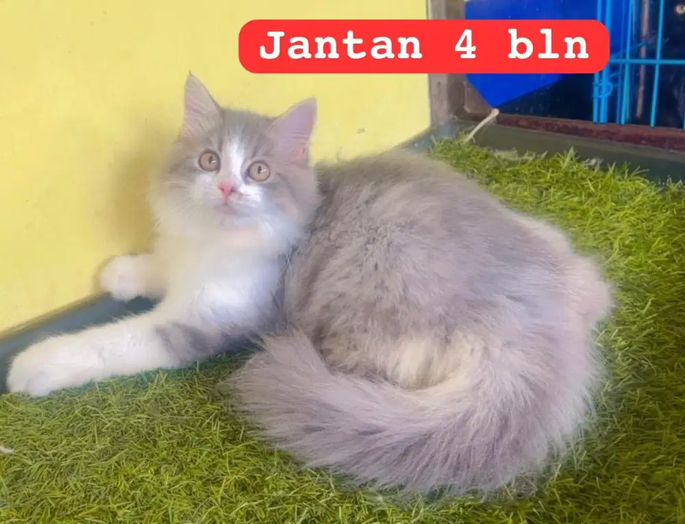 Kucing ras persia jantan 4 bln gembul