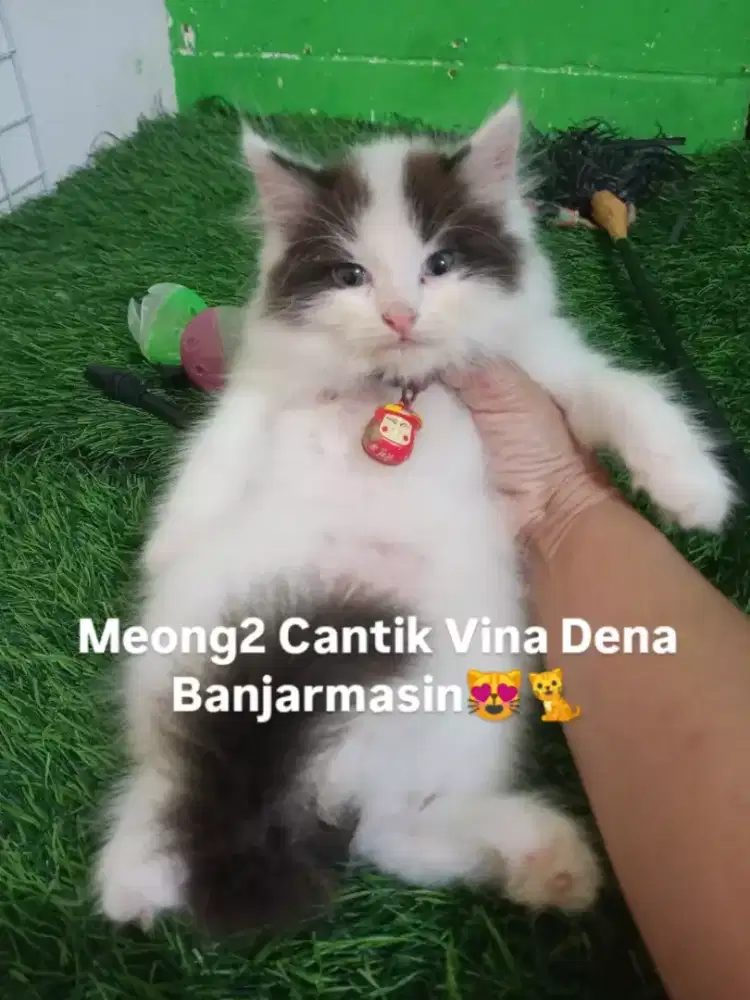 Kitten jantan persia