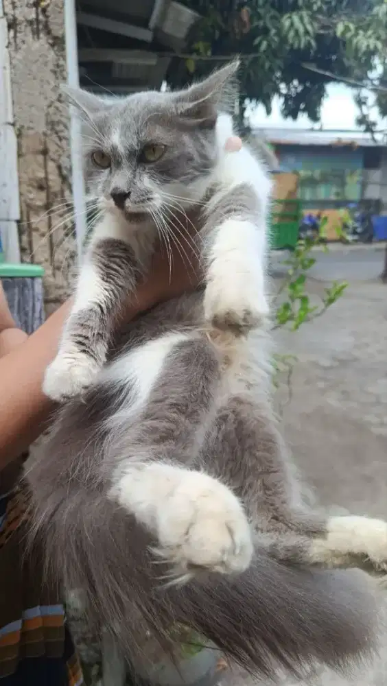 Kucing Anggora Betina Abu