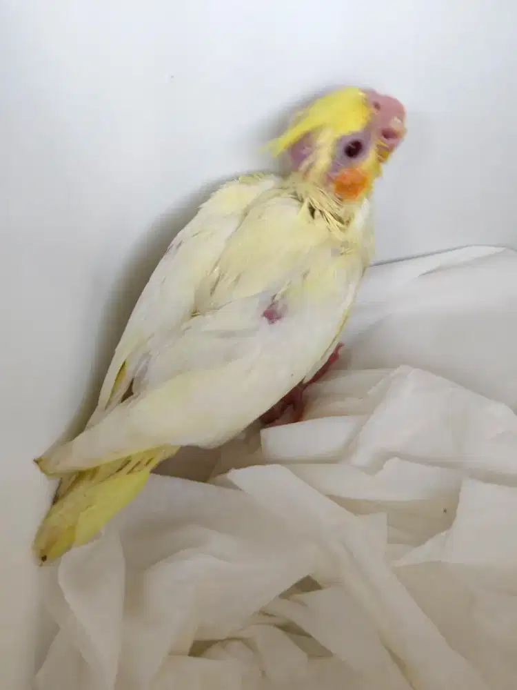 Burung  Falk Lutino