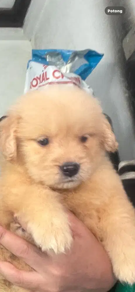 Anakan labrador mix golden