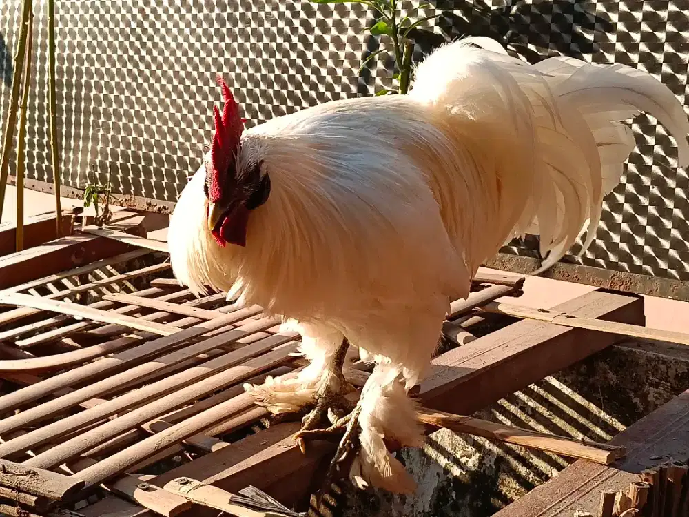 Ayam hias Putih segar
