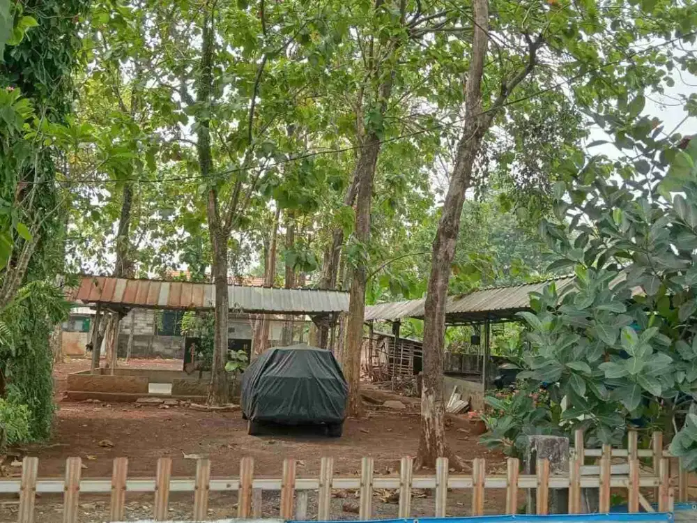 Dijual Cepat Tanah Bonus Pohon Jati di Cikeas