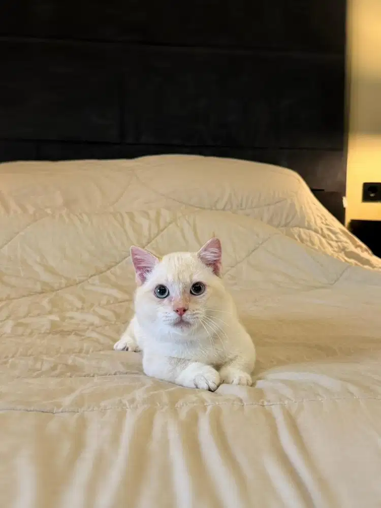 kucing munchkin cebol