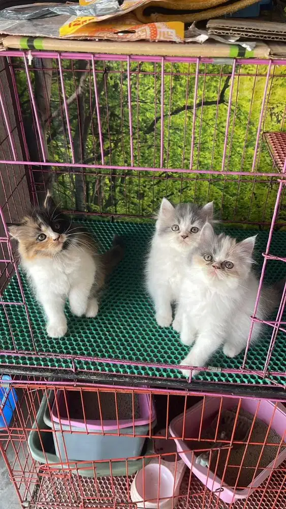 kucing kitten anakan anggora persia hilamaya ragdoll mainecoon