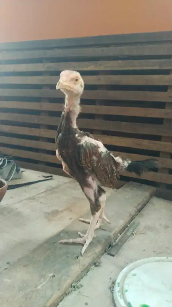 Ayam bangkok anakan