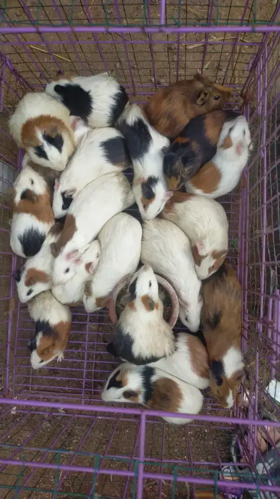 MARMUT / GUINEA PIG