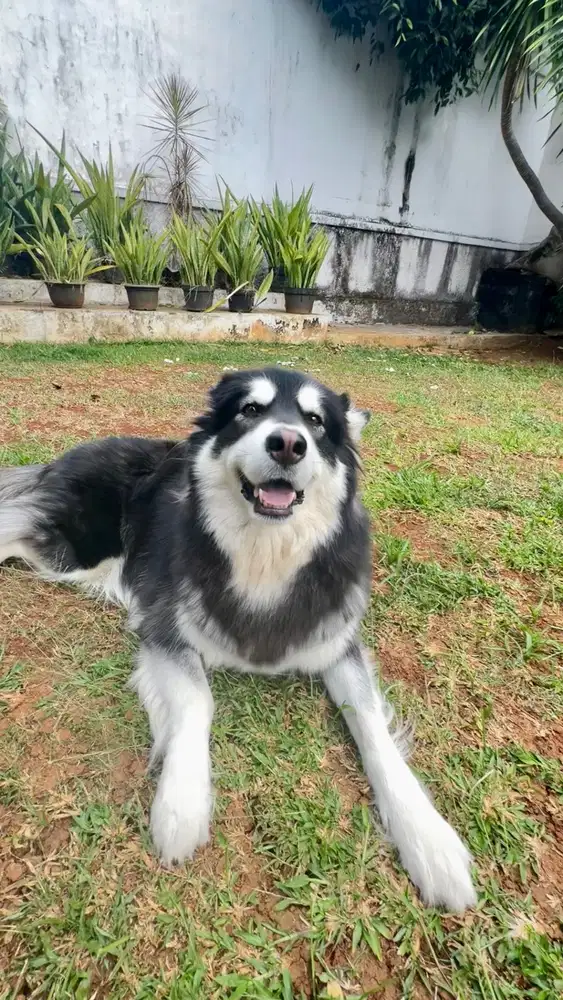 Jual Indukan Alaskan Malamute 2 years Old