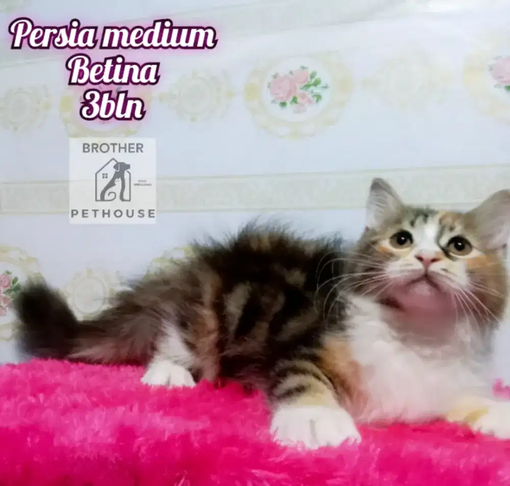 PERSIA MEDIUM 3BLN