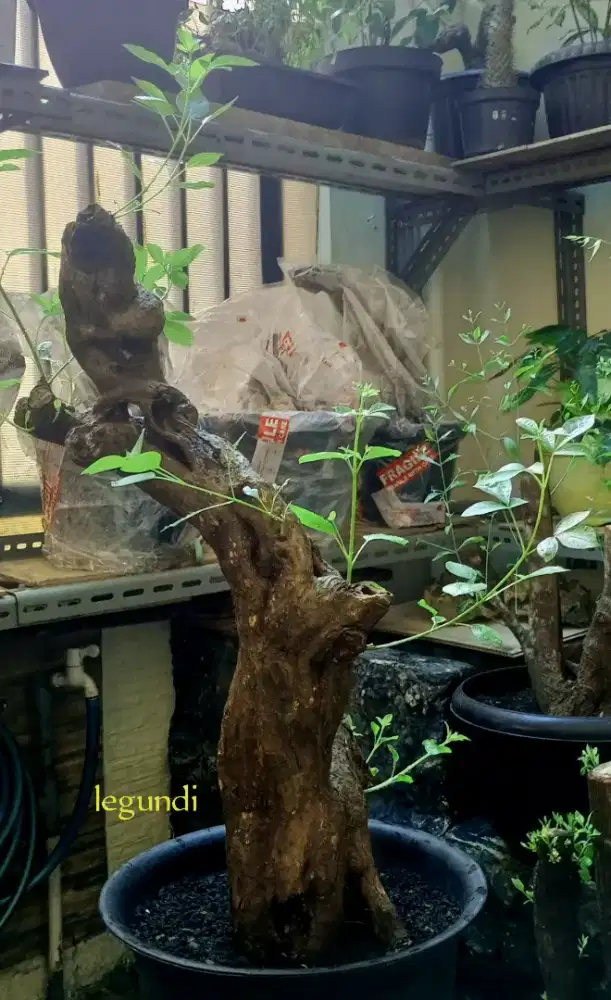 Bonsai legundi bunjin