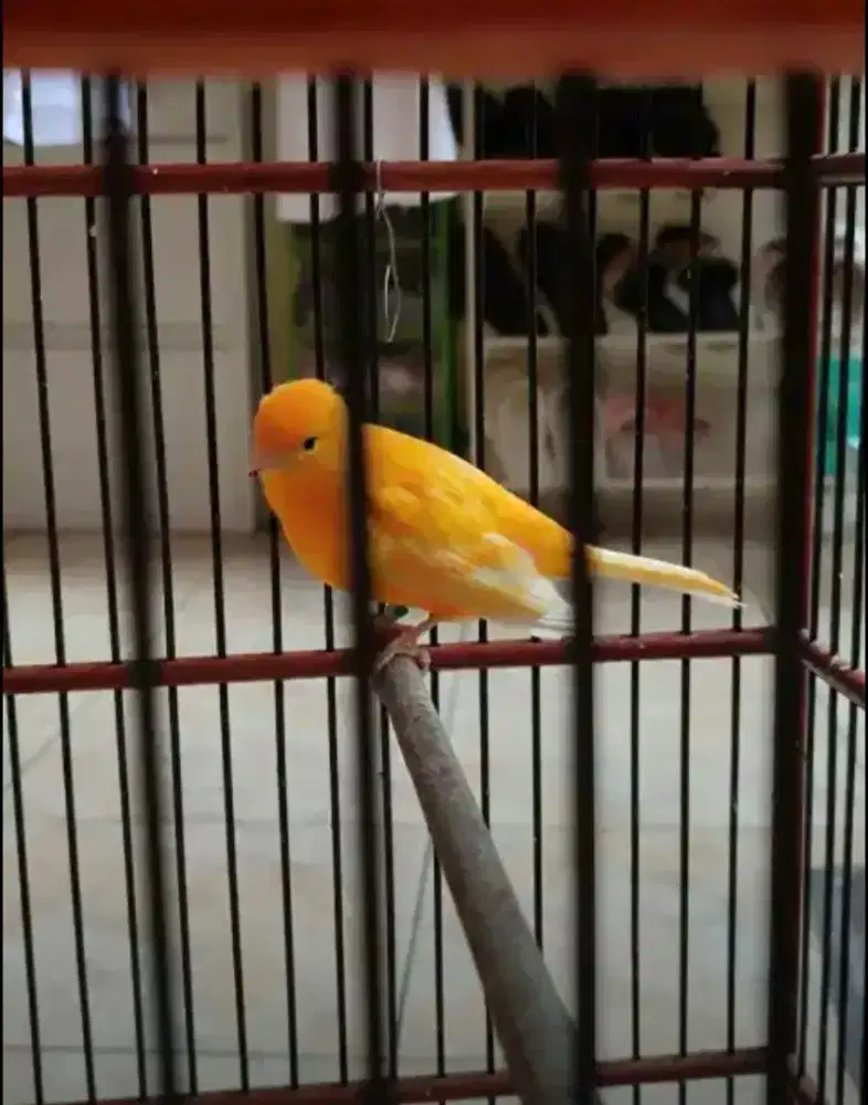 Dijual murah burung kenari loper AF jantan kuning