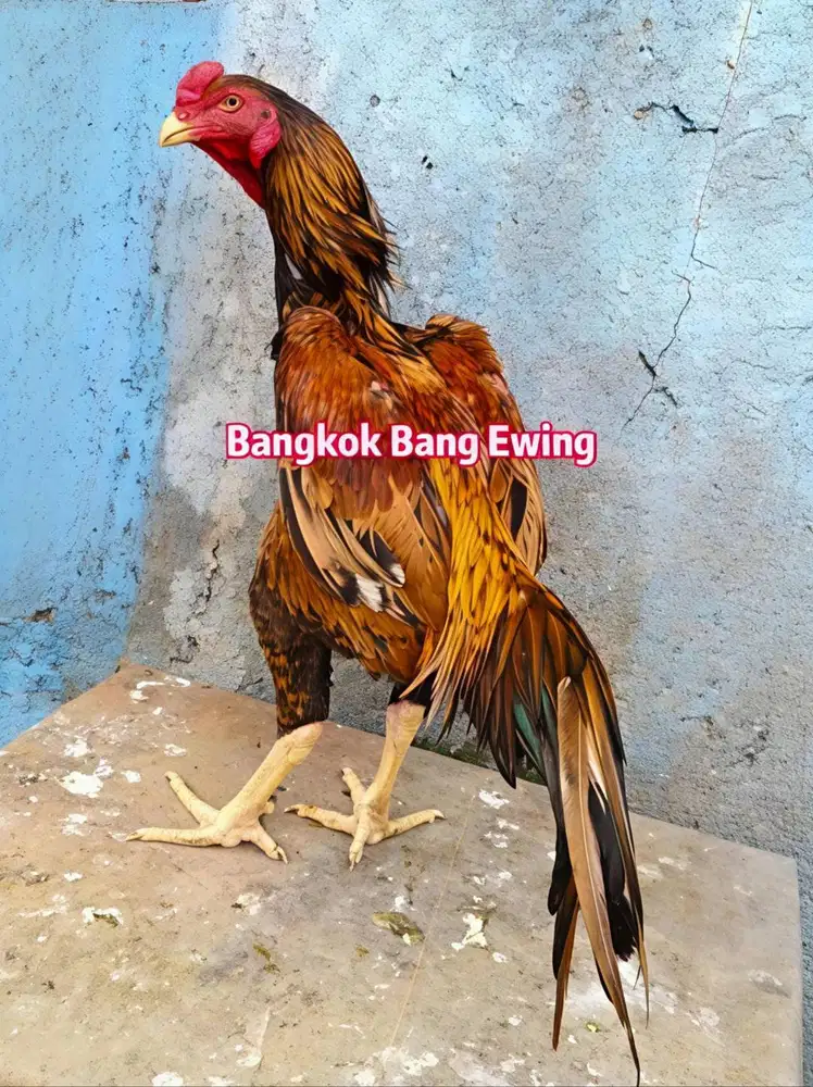 Ayam Bangkok Edisi SHAMO PETARUNG