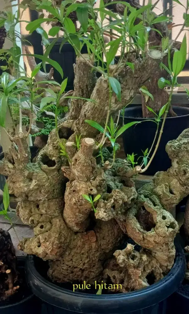 Bonsai pule hitam