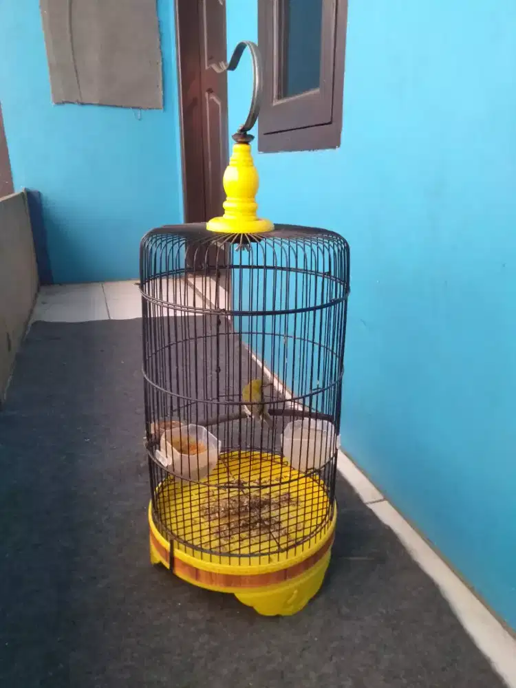 Pleci mata putih