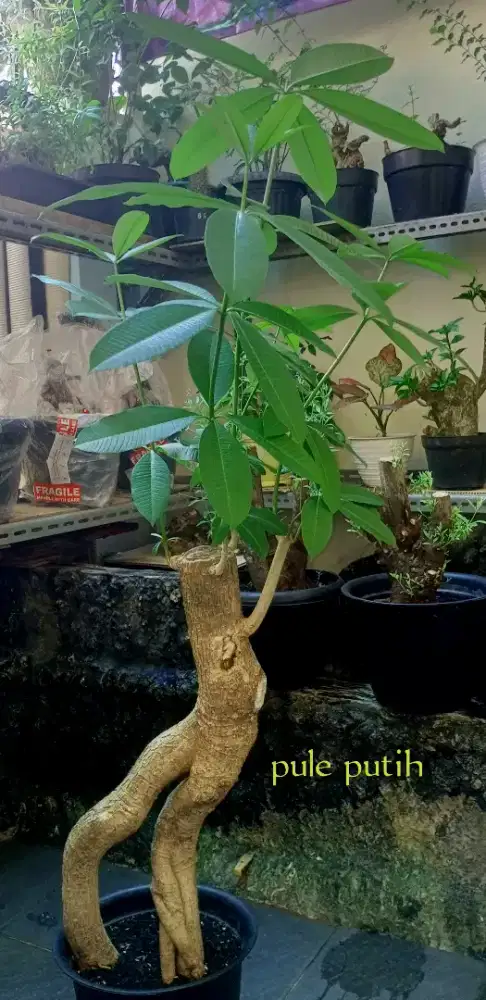 Bonsai pule putih