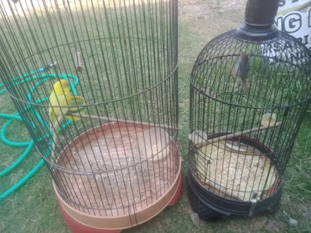 Permisi,, parkit sama prenjak atas tos Pur,, mangga bilih Bade.