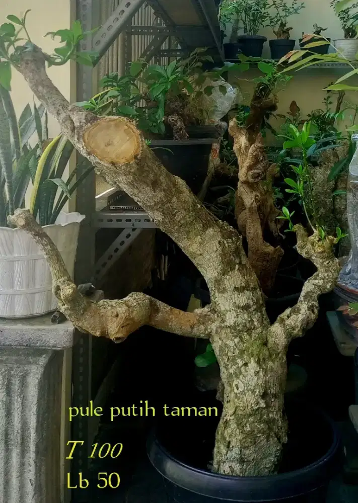 Pule putih taman mini