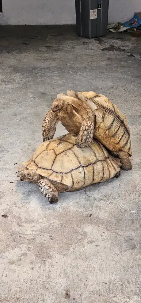 Sepasang Kura Sulcata Dewasa