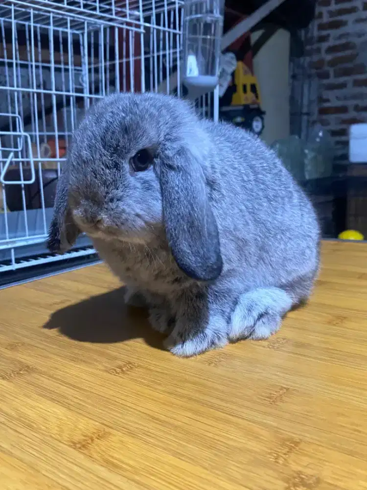 Kelinci holland lop
