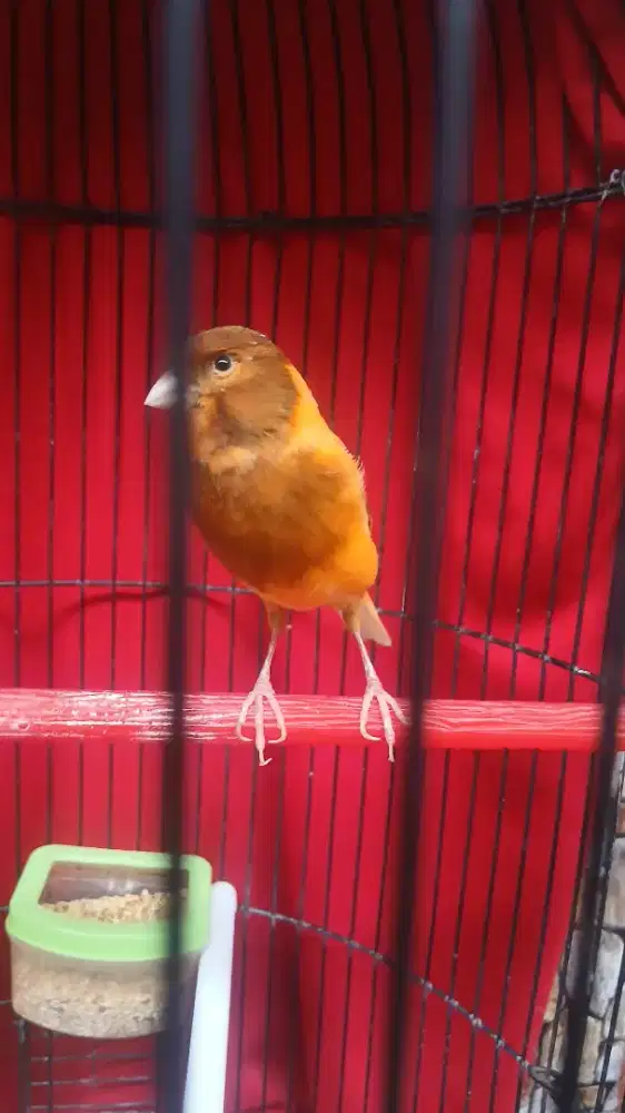 Burung kenari warna cerah