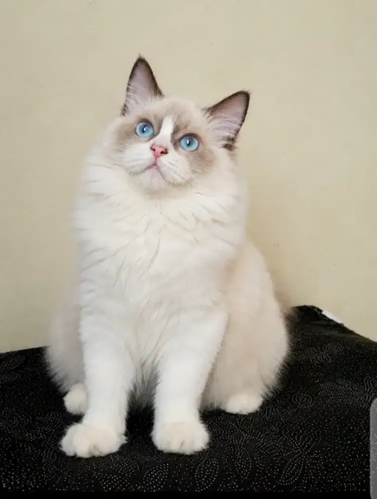 Ragdoll jantan non pedigree