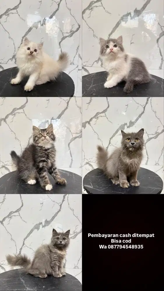 Kucing bigboneeee
