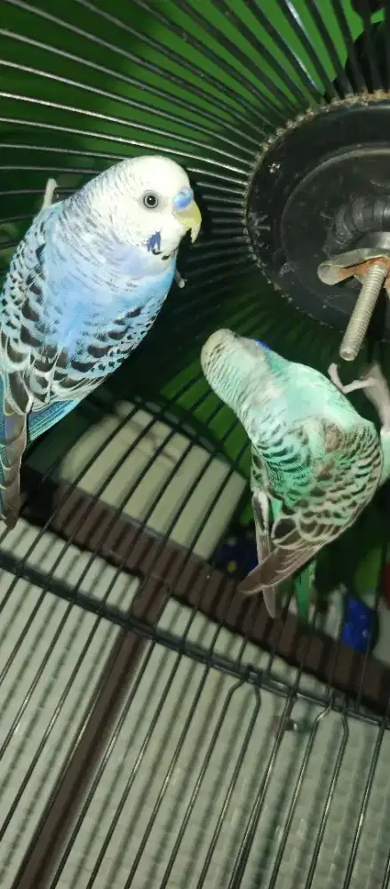 Parkit sama kandang nya