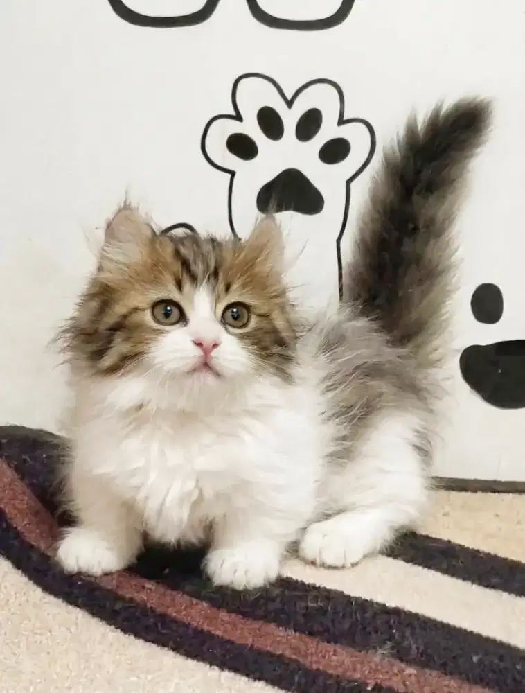 Munchkin Kinkalow Betina