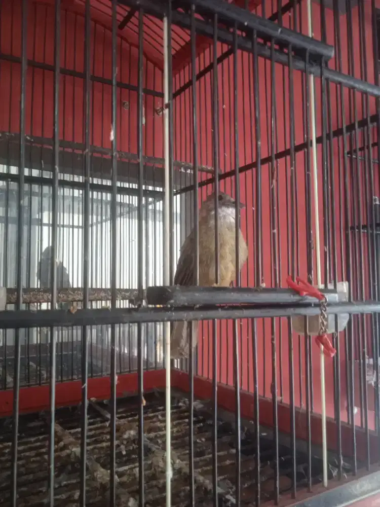 Cucak jenggot m3dan