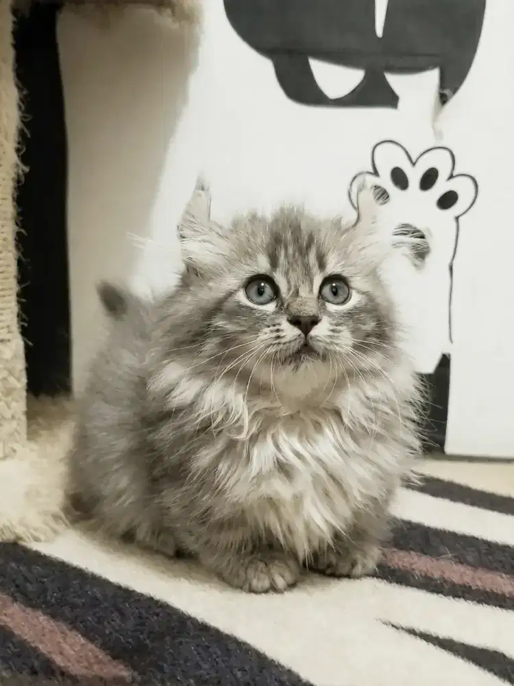 Munchkin Kinkalow Jantan