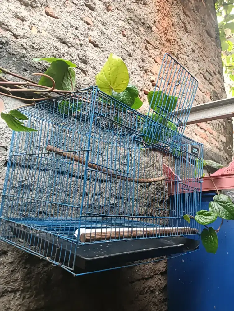 D jual kandang burung besi