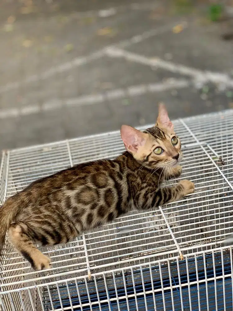Kucing kitten lucu