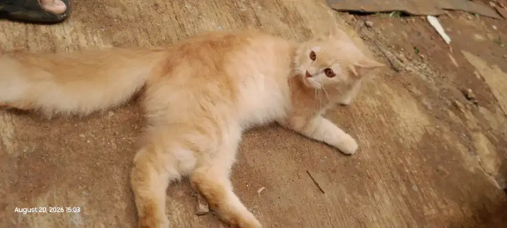 Kucing persia mix