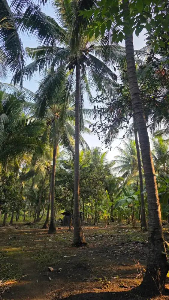 Dijual Tanah 47 are di Labuhan Lombok