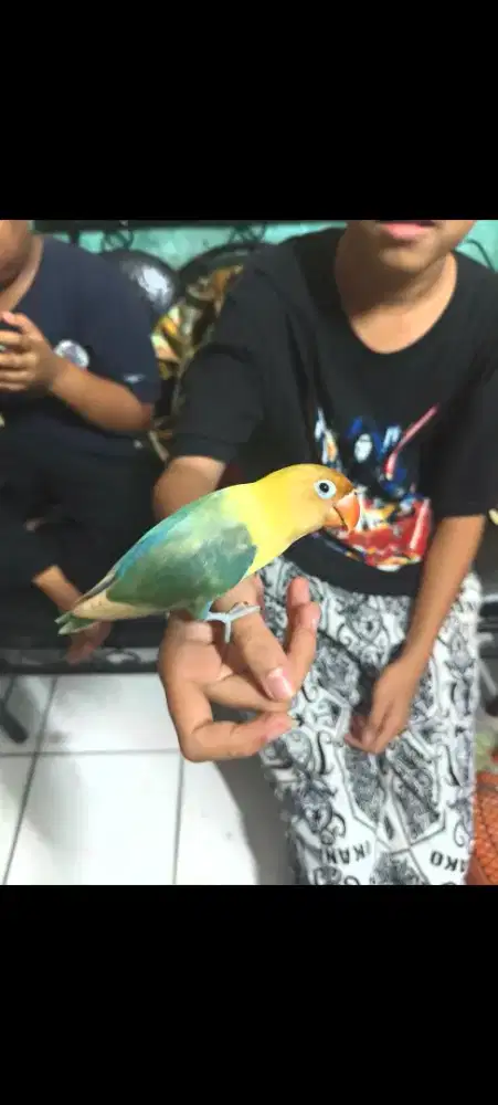 Love Bird Biola aqua