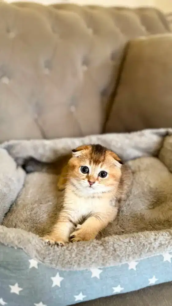 scottish fold jantan golden kitten
