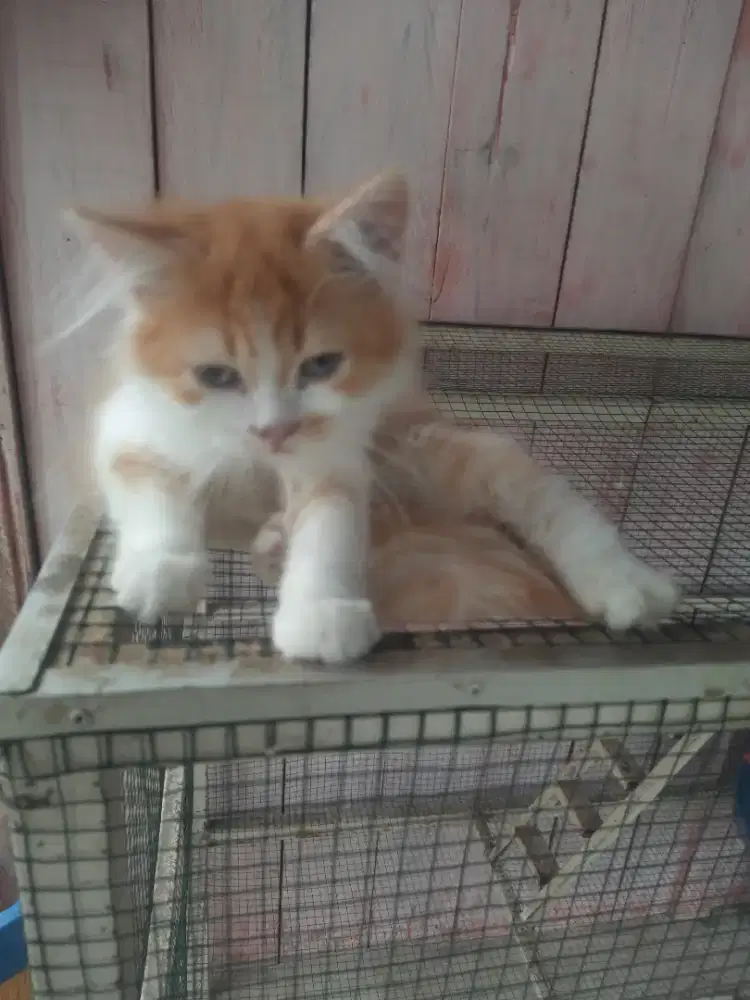 Lepas adop anak kucing