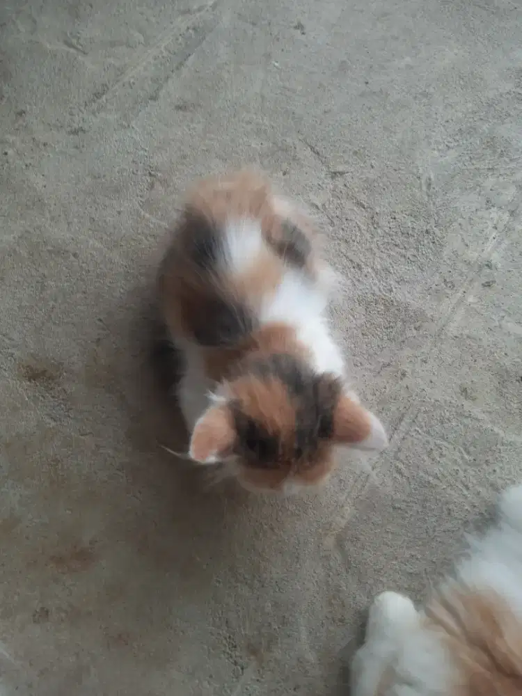 Lepas adop anak kucing