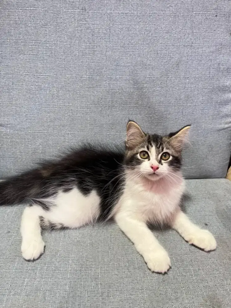 kucing kitten anakan persia anggora himalaya ragdoll mainecoon