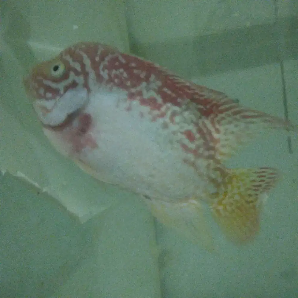Ikan louhan 4jari GB kamfa