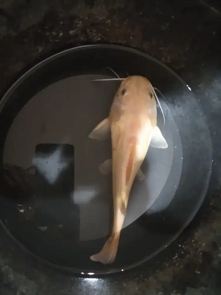 RedTail RTC Phantom Catfish 20 cm