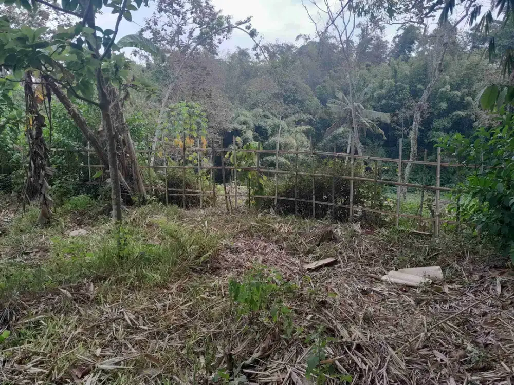 kebun alpukat produktif