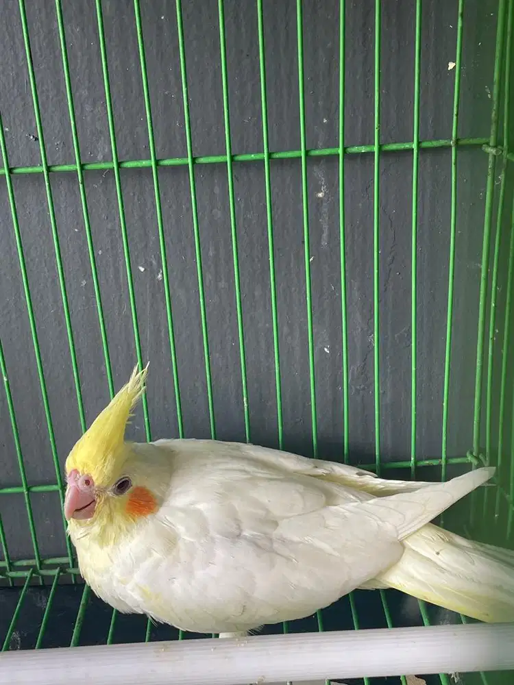 Lolohan falk parkit australia lutino