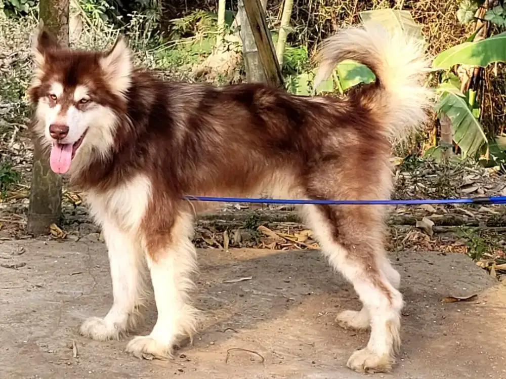 Alaskan Malamute Jantan