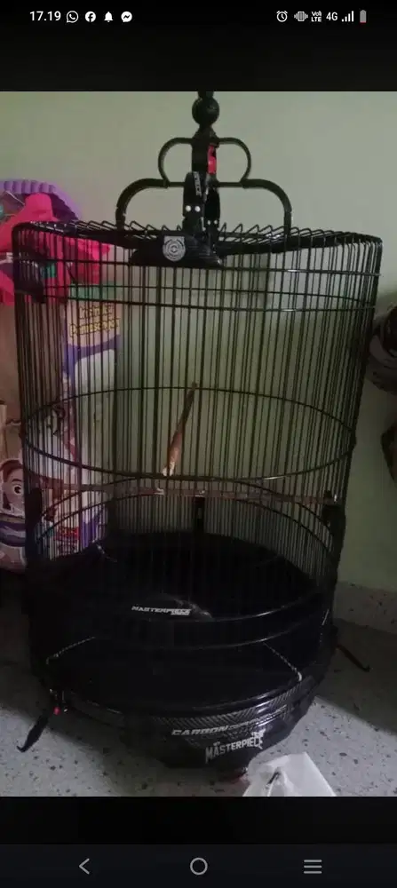 Burung murai batu
