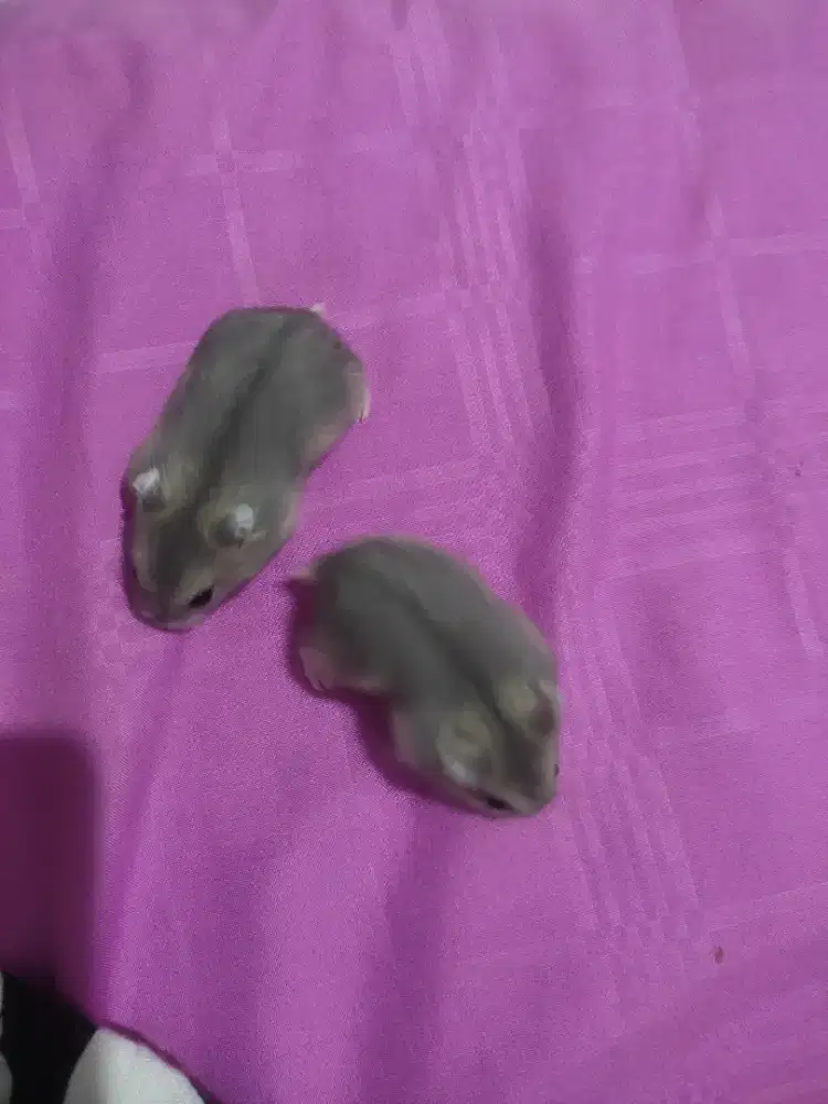 JUAL HAMSTER WINTER SEPASANG (MURAH)